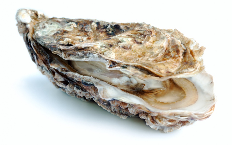 OYSTER