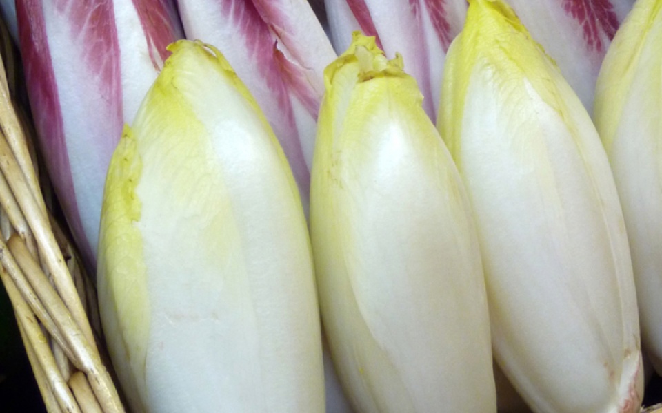BELGIAN ENDIVE