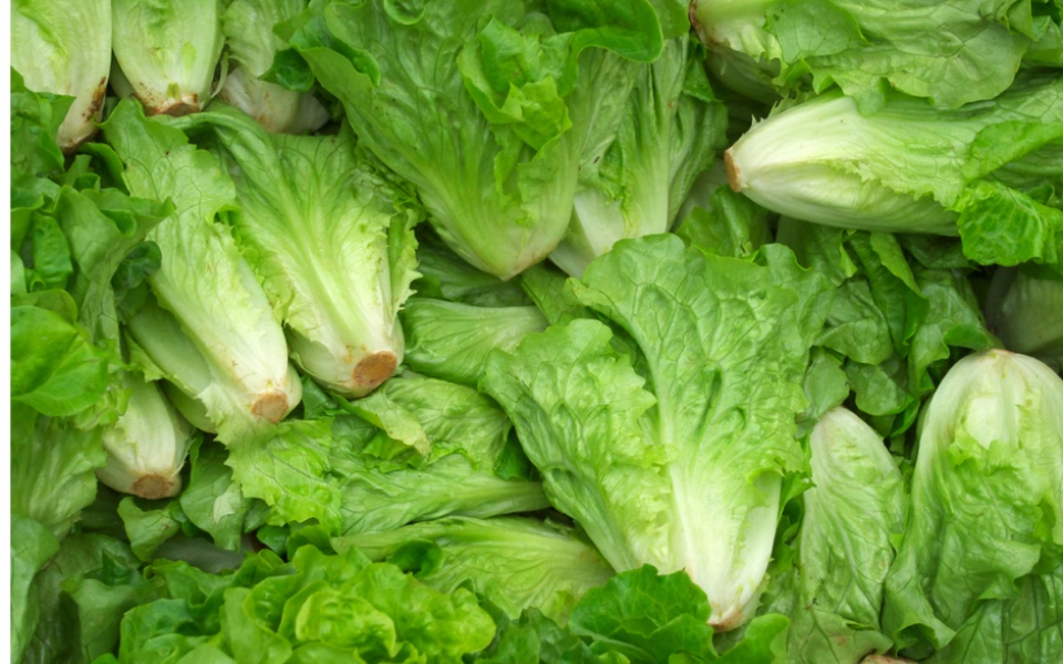 ROMAINE