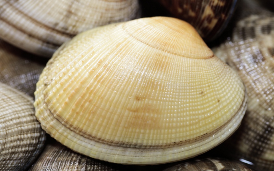 CLAM