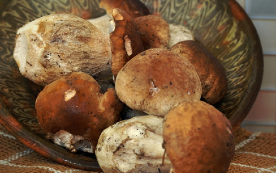 PORCINI