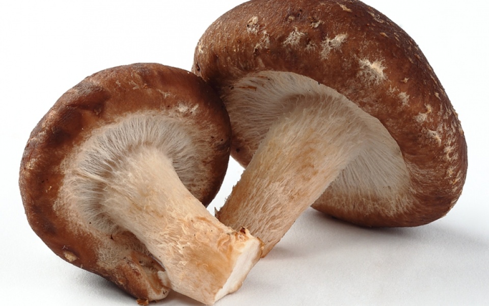 SHITAKE