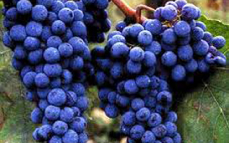 Sangiovese