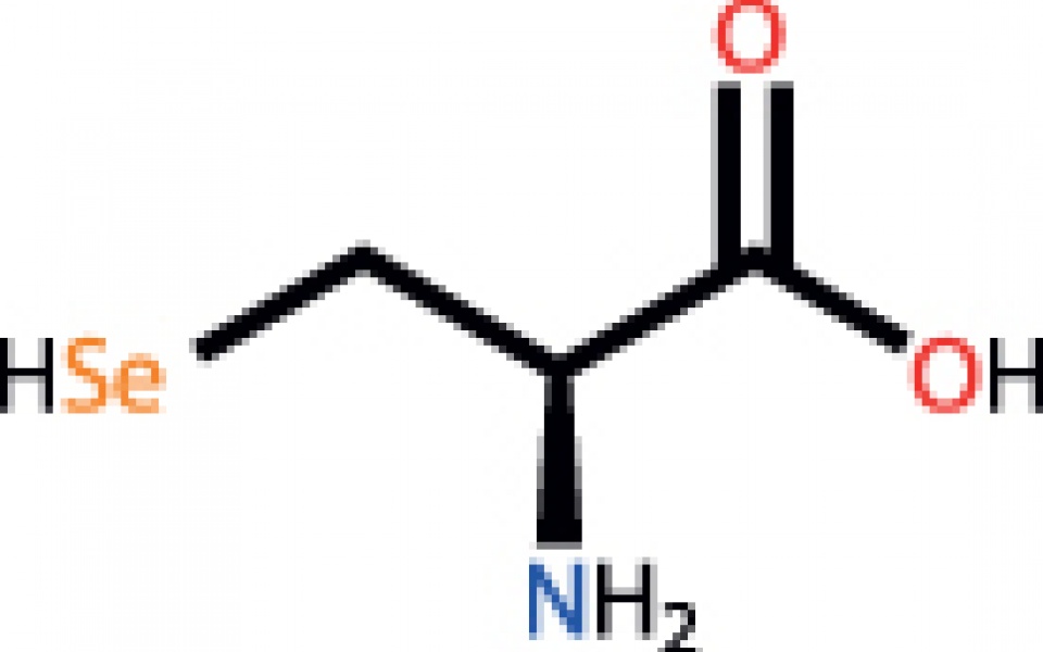 AMINO ACIDS